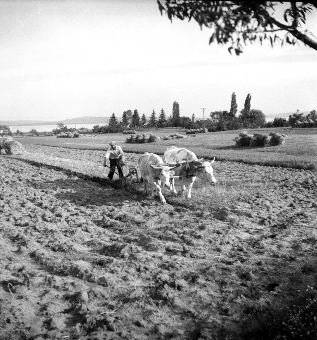 Mezőgazdaság - Földműves-szövetkezet a Balaton környékén