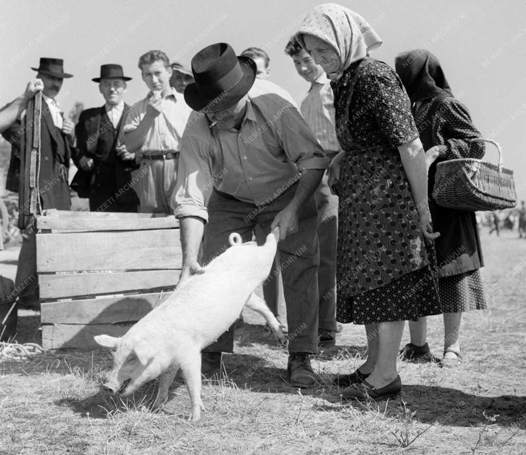 Kereskedelem - Tiszaföldvári állat- és kirakodó vásár 