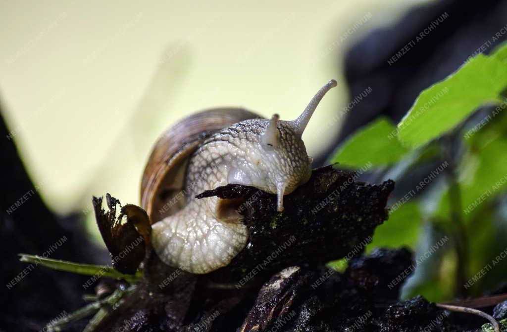 Természet - Budapest - Éticsiga