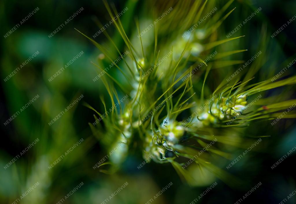 Mezőgazdaság - Érik a gabona Polgárnál