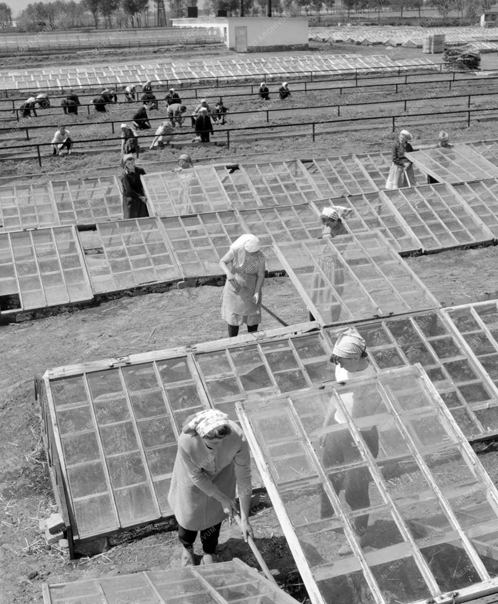 Mezőgazdaság - Kertészeti és Szőlészeti Főiskola taksonyi tangazdaság