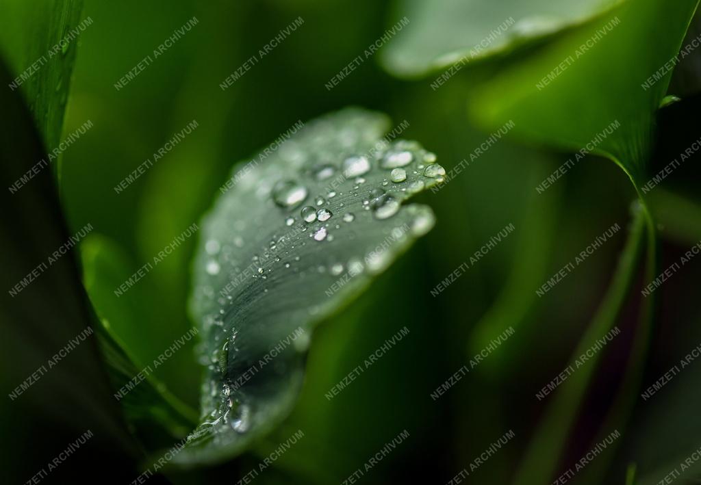 Természet - Időjárás - Esőcseppek a páfrányfenyő levelén