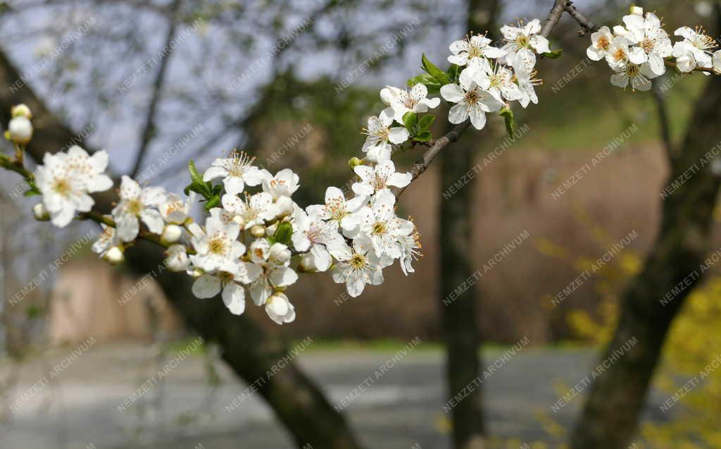Természet - Tavasz a fővárosi parkban