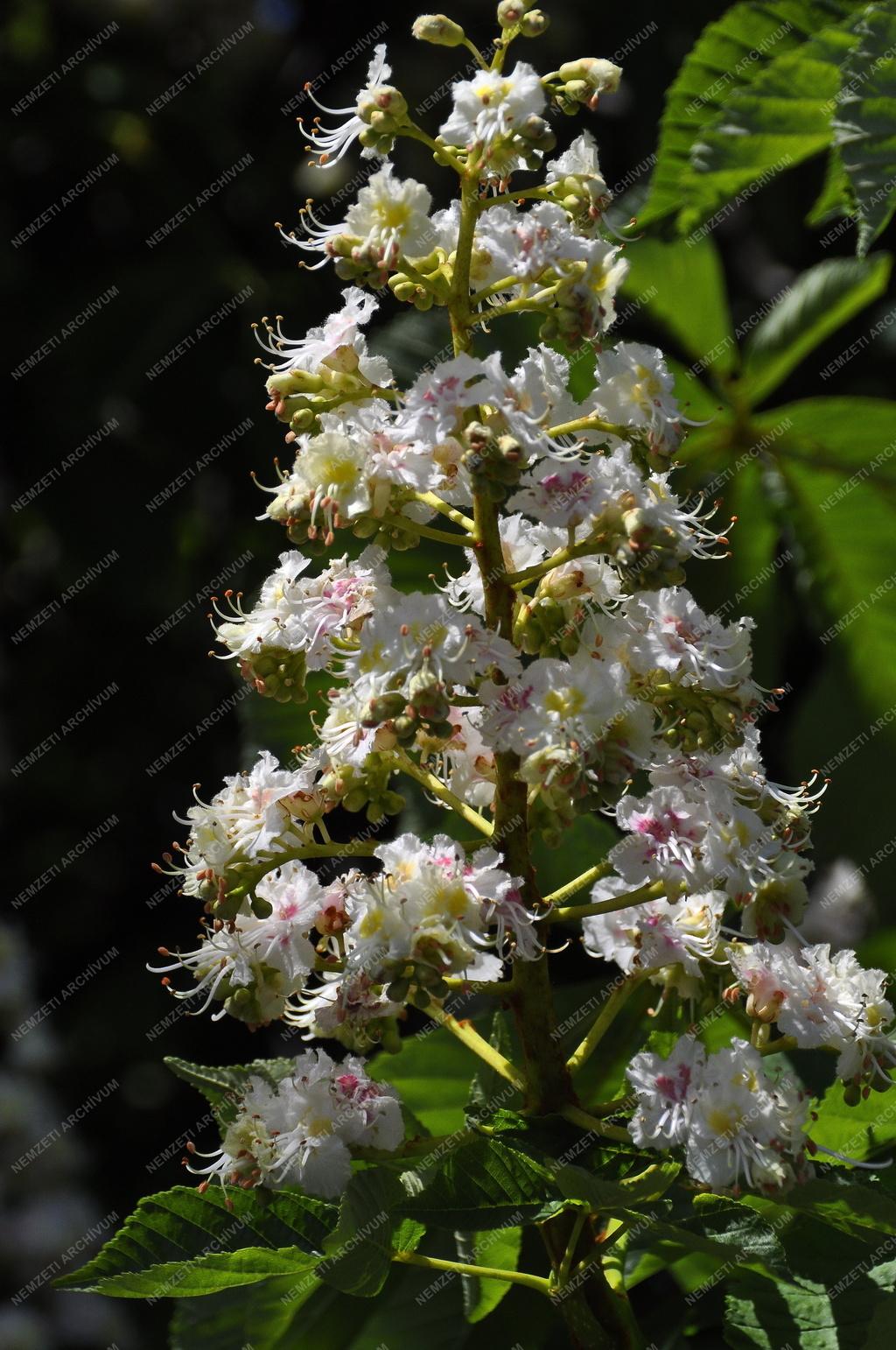Természet - Virágzik a vadgesztenye