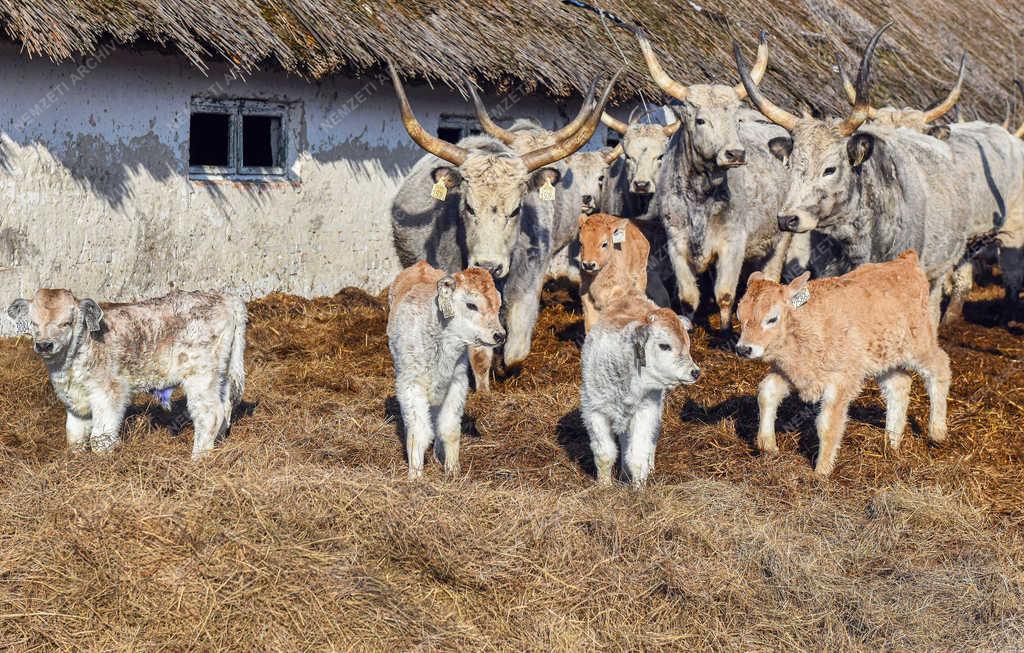 Állattartás - Hortobágy - Születnek a magyar szürkemarha borjak