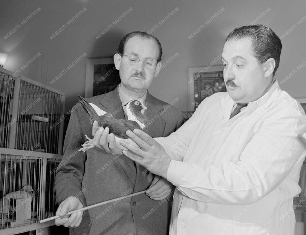 Mezőgazdaság - Készülődés a Lipcsei Nemzetközi Galambkiállításra