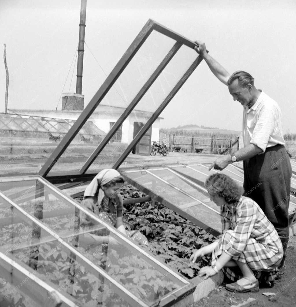 Mezőgazdaság - Palántázás a Környei Állami Gazdaságban
