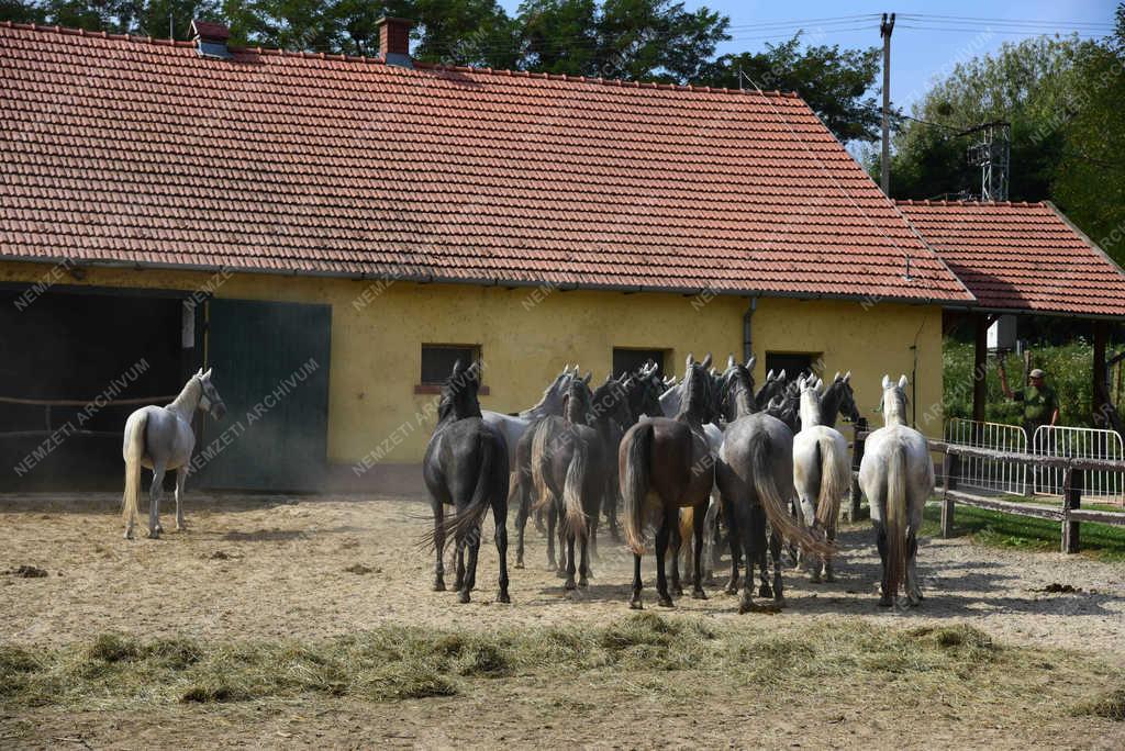 Állattartás - Szilvásvárad - Lipicai csikók