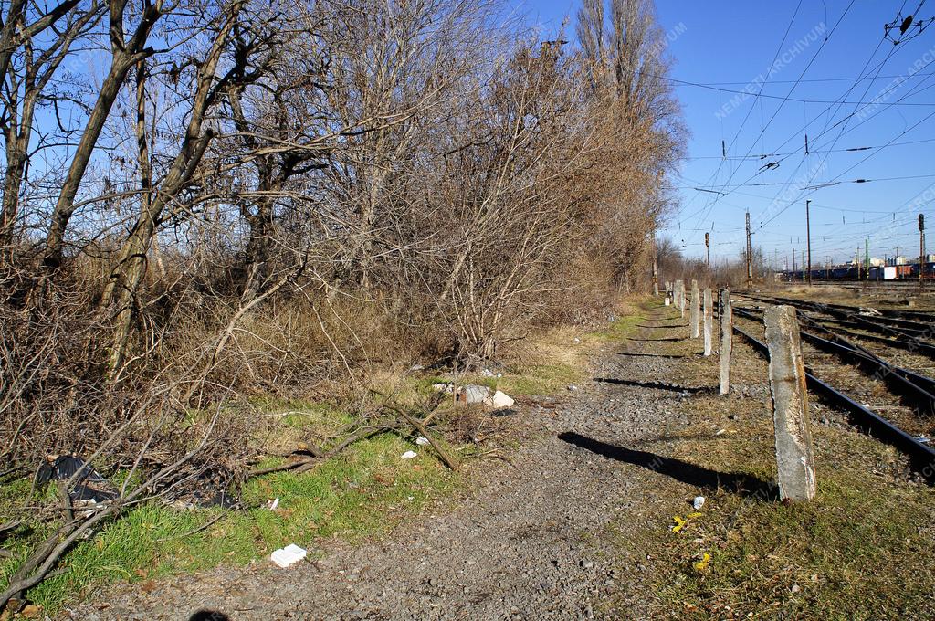 Rákosrendezői rozsdaövezet