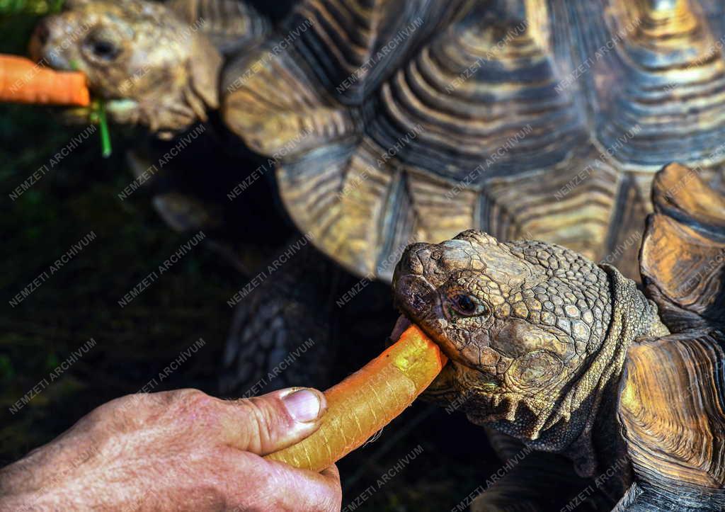 Természet - Hobbi -Teknősfarm Sárándon 