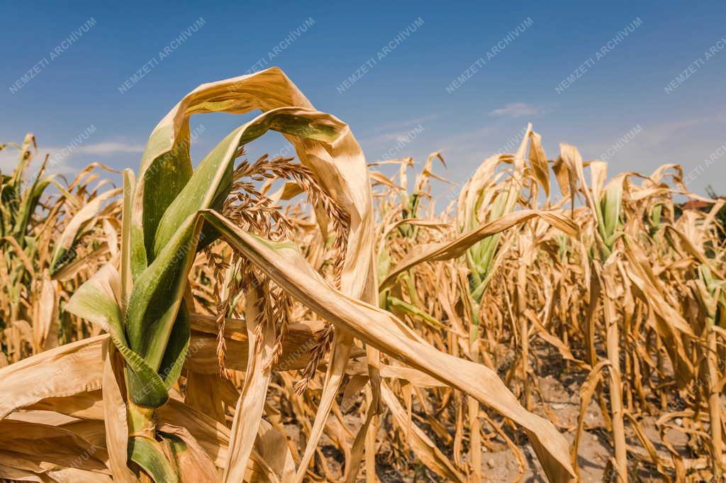 Időjárás - Aszály