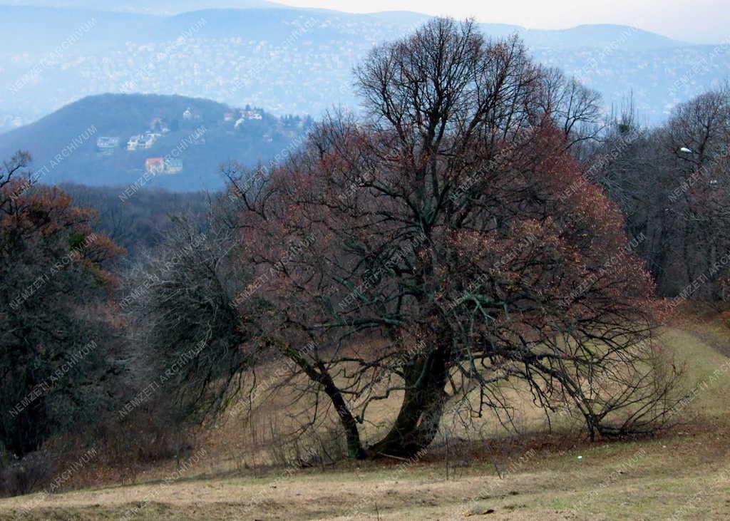 Természet - Budapest - Öreg fa a Normafa-lejtőn