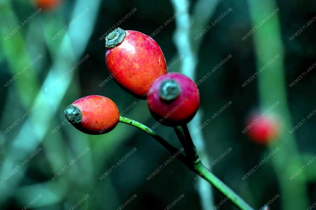 Természet - Csipkebogyó