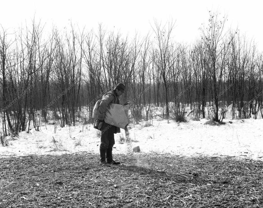 Vadak etetése - Tél az erdőn