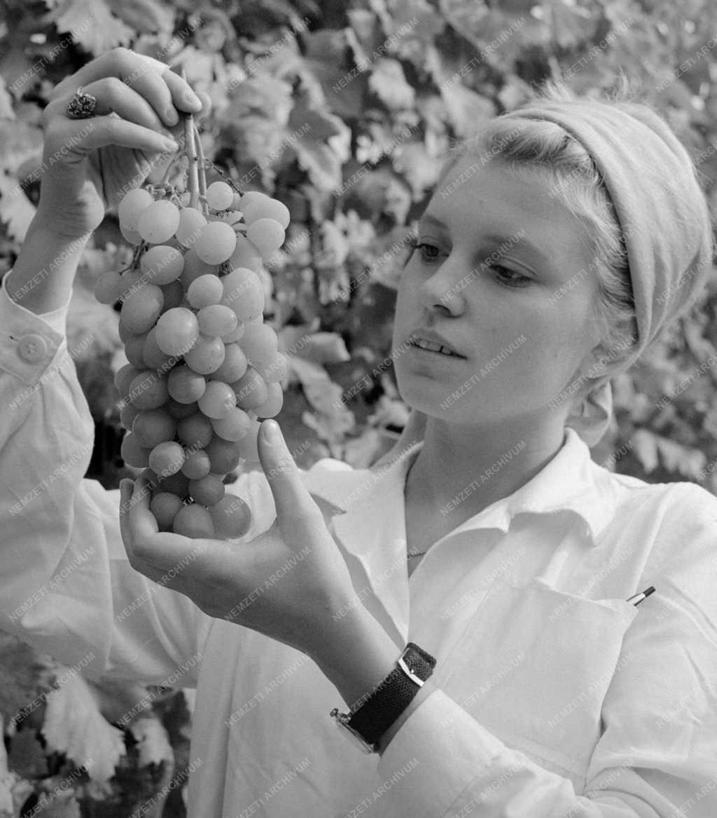 Mezőgazdaság - Erzsébet szőlőfajta a Szőlészeti Kutató Intézetben