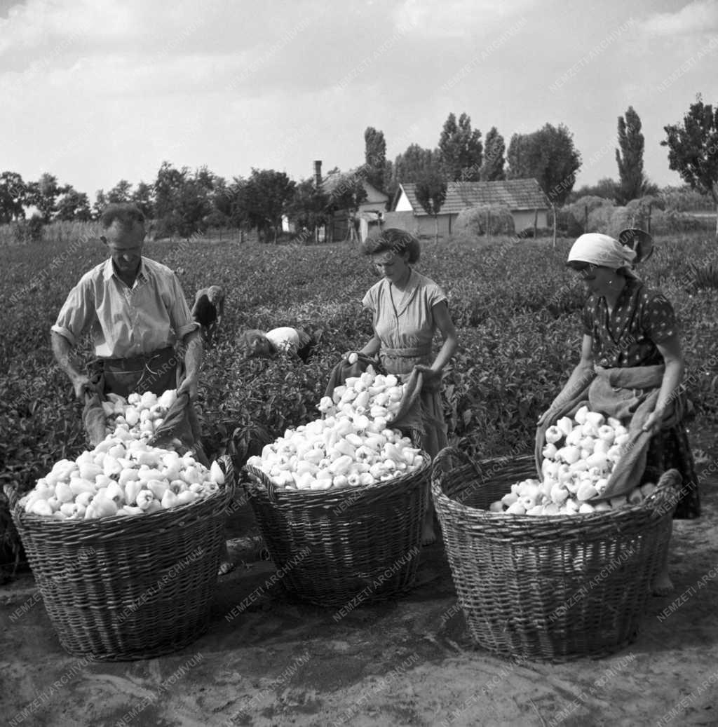 Mezőgazdaság - Növénytermesztés - Paprika betakarítása