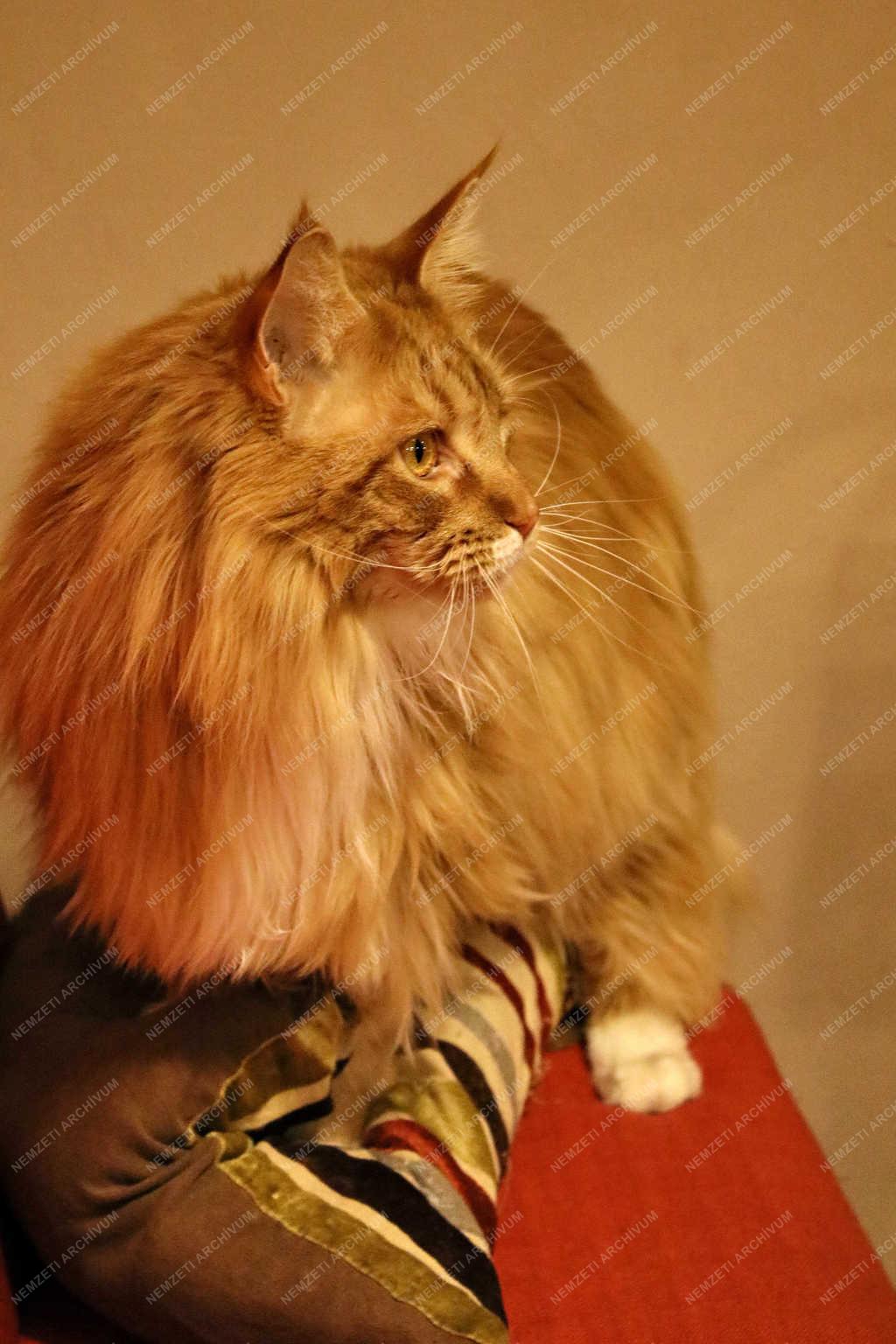 Vendéglátás - Veszprém - KultúrMacska kávézó