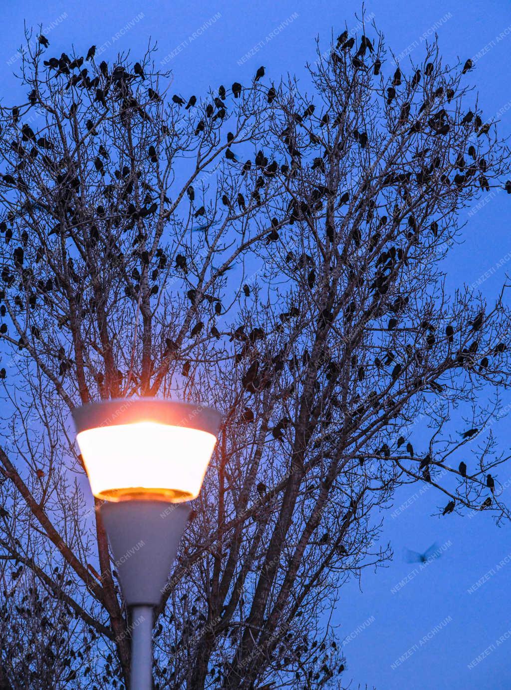 Természet - Debrecen - Városi varjak