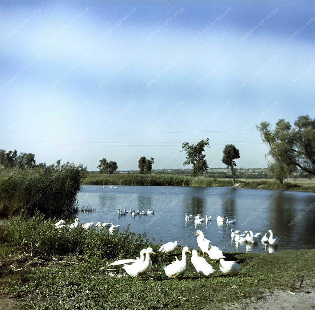 Mezőgazdaság - Természet - Kacsák
