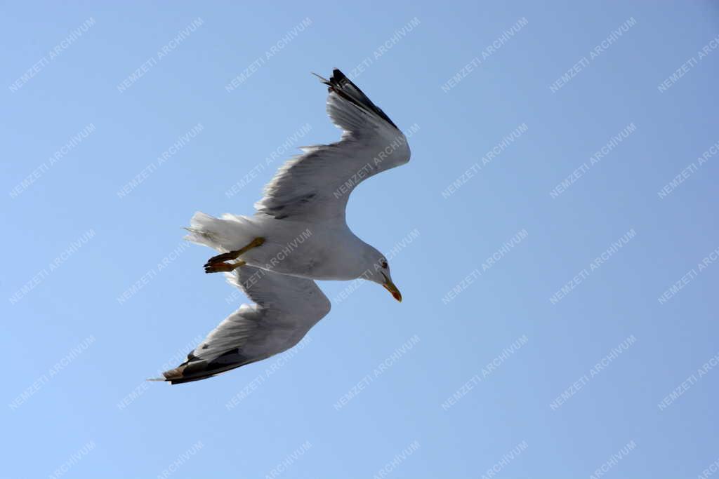 Állatvilág - Piombino - Sirály