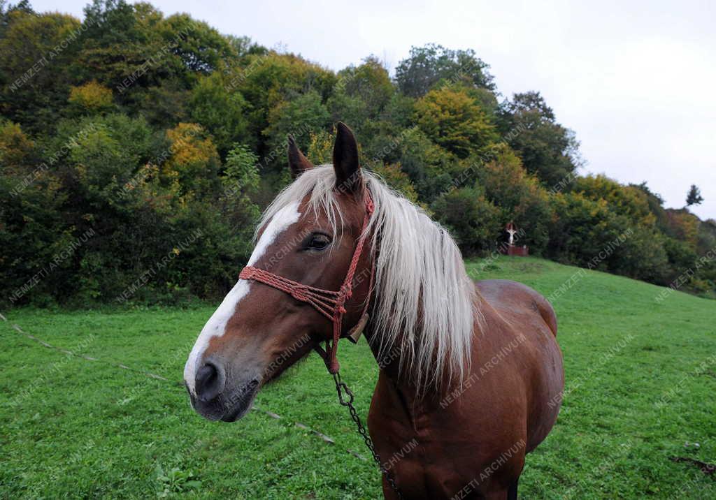 Állat - Torockó - Kipányvázott ló