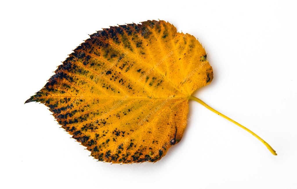 Természet - Debrecen - Őszi falevél