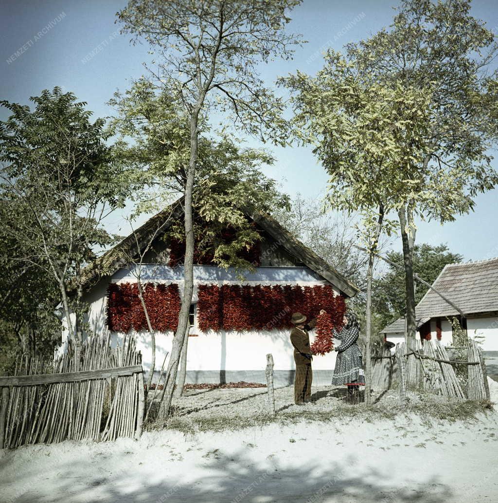 Mezőgazdaság - Kalocsai paprika
