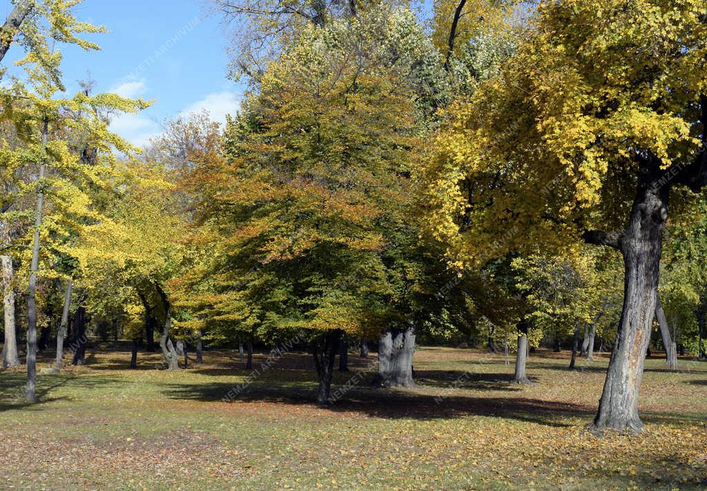 Természet - Budapest - Őszi Népliget 
