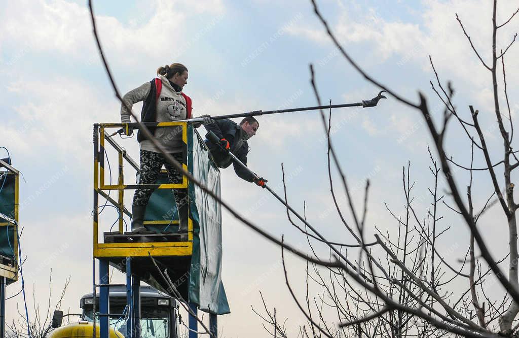 Gyümölcstermesztés - Hajdúdorog - Metszik a diófákat  