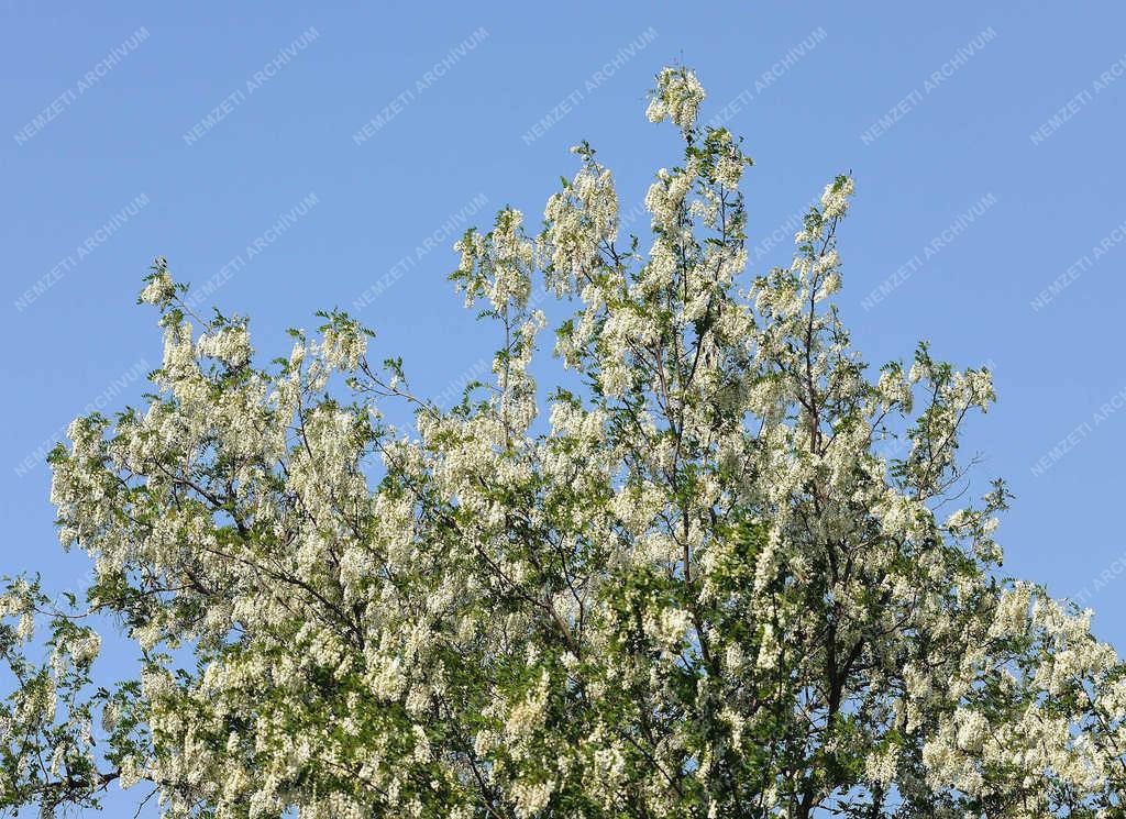 Természet - Földes - Akácfavirágzás 