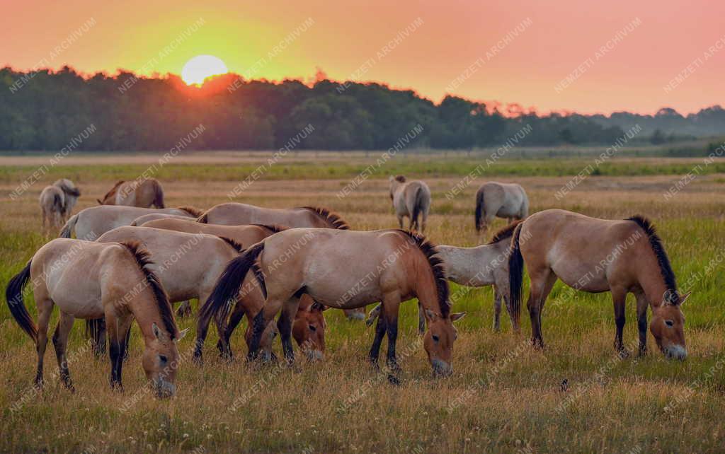 Mezőgazdaság - Állatvédelem - Przewalski-lovak a Hortobágyon