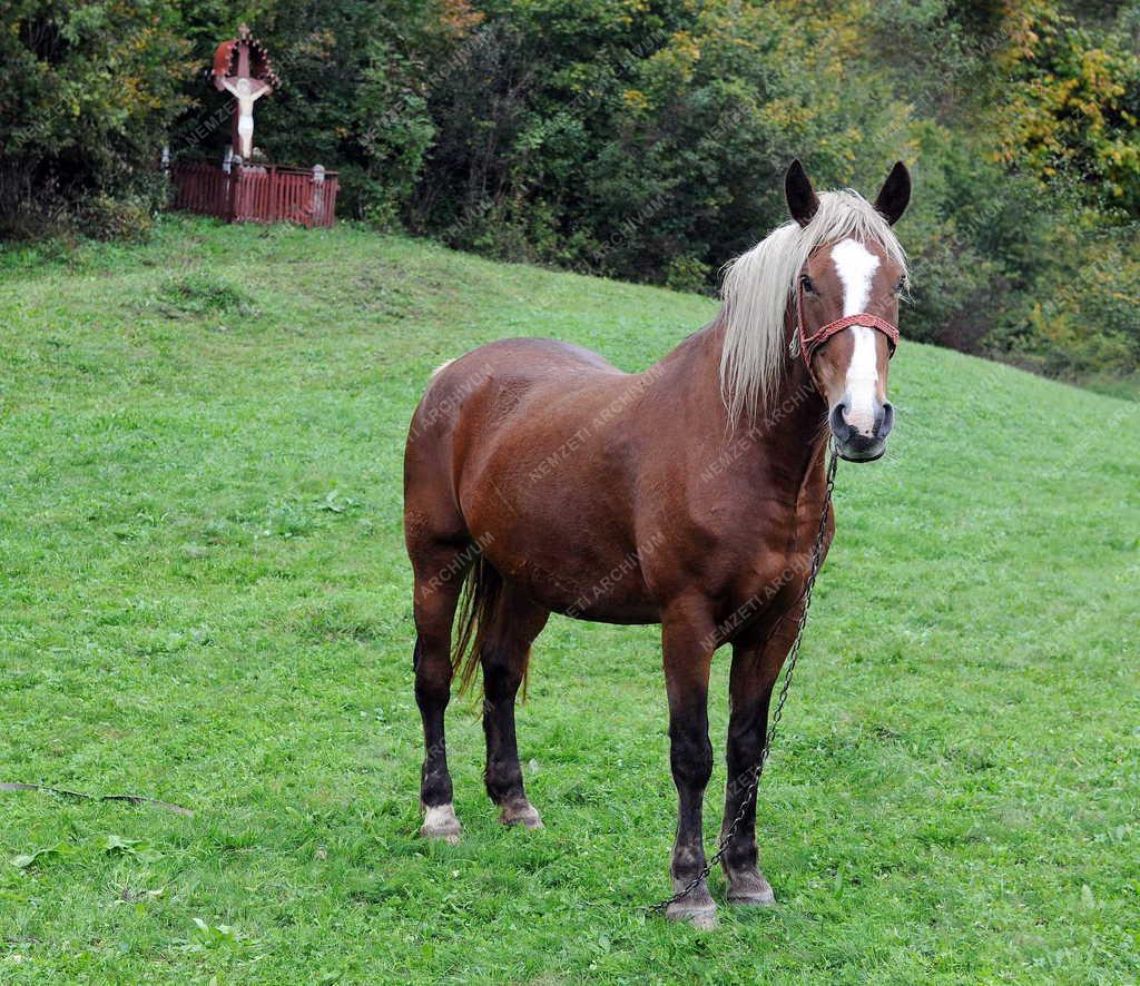 Állat - Torockó - Kipányvázott ló