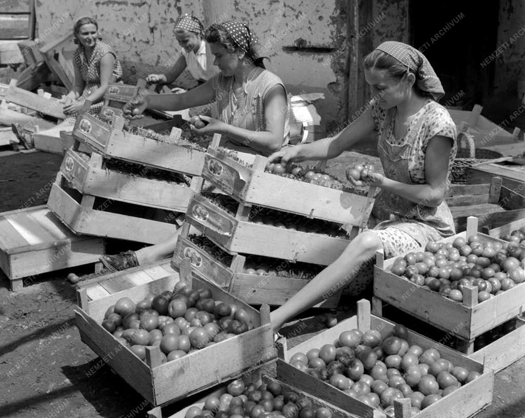 Mezőgazdaság - A gyöngyöshalászi Petőfi Termelőszövetkezet