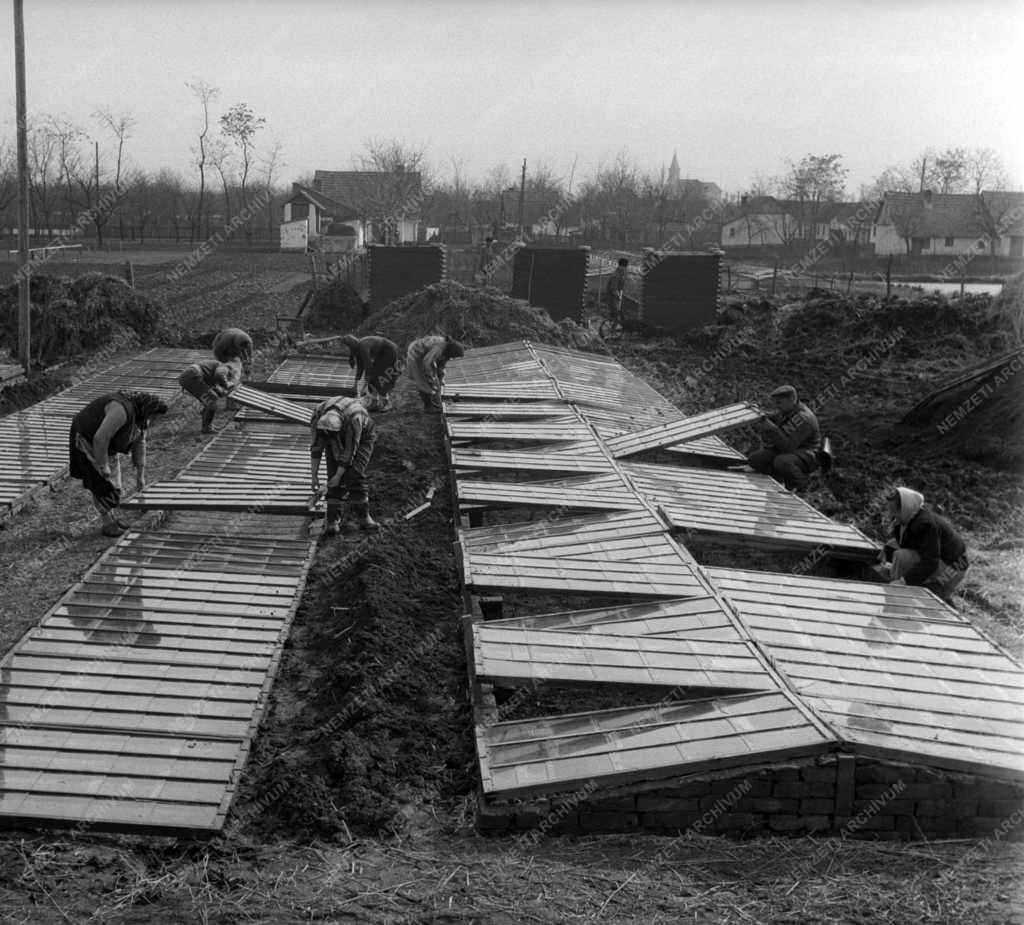 Mezőgazdaság - Palánták szétültetése az Aranykalász Tsz-ben