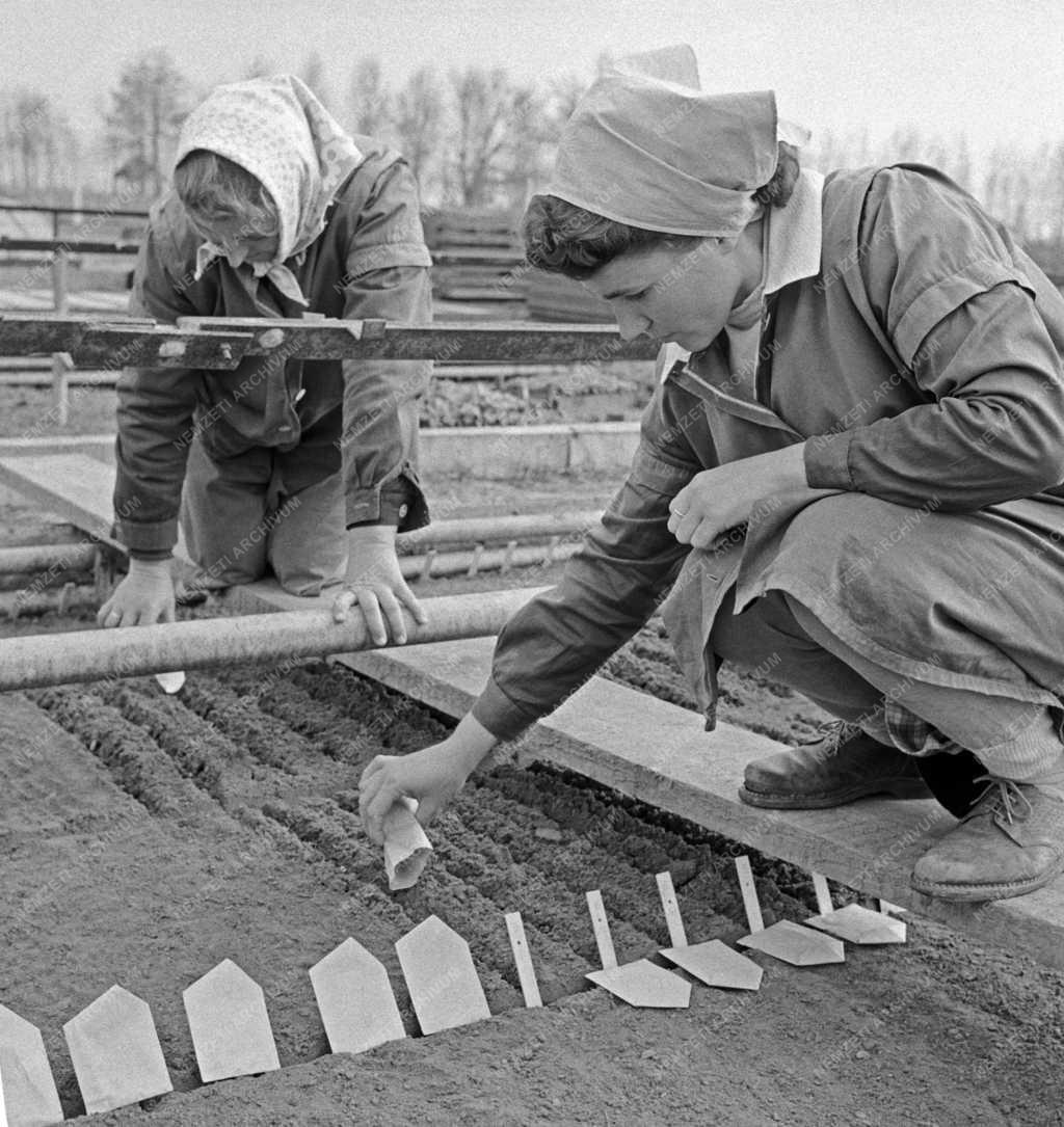 Mezőgazdaság - Tápiószelei Agrobotanikai Kutató Intézet