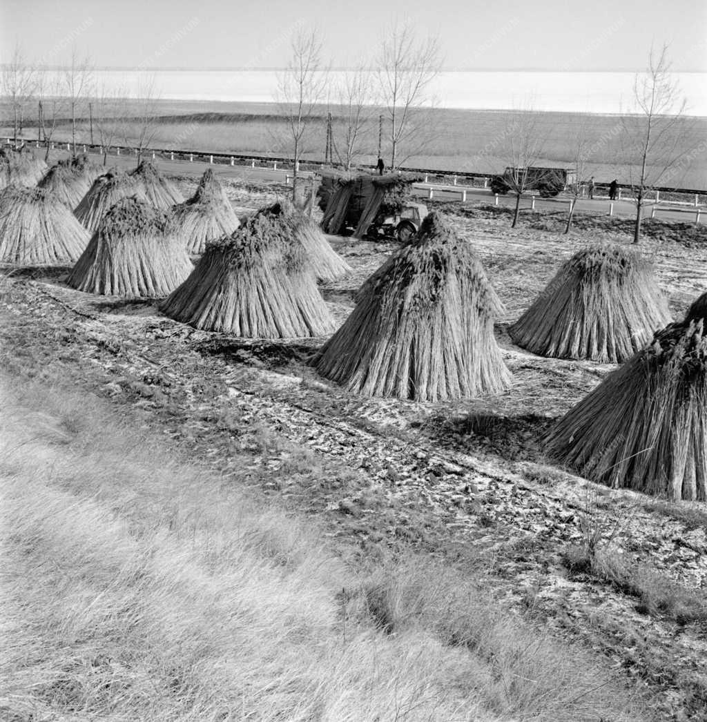 Mezőgazdaság - Nádvágás a Balatonon