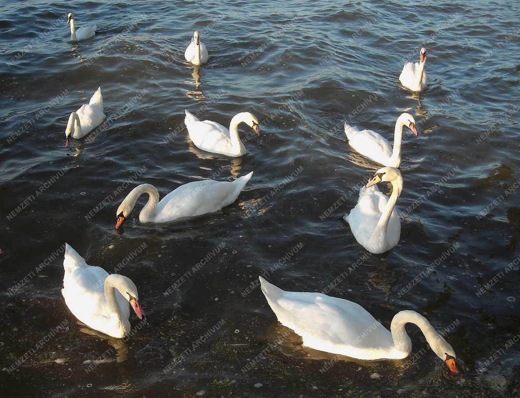 Természet - Zamárdi - Bütykös hattyúk a Balatonon