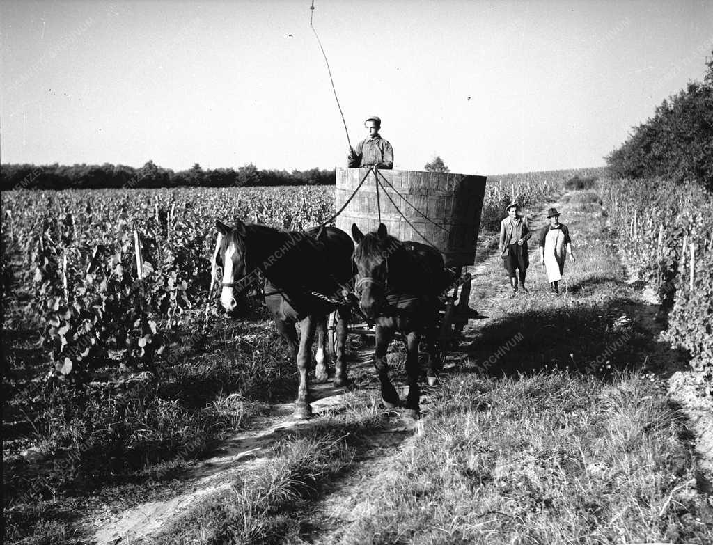 Gazdaság - Soproni ÁG - Szüretelik a kékfrankost