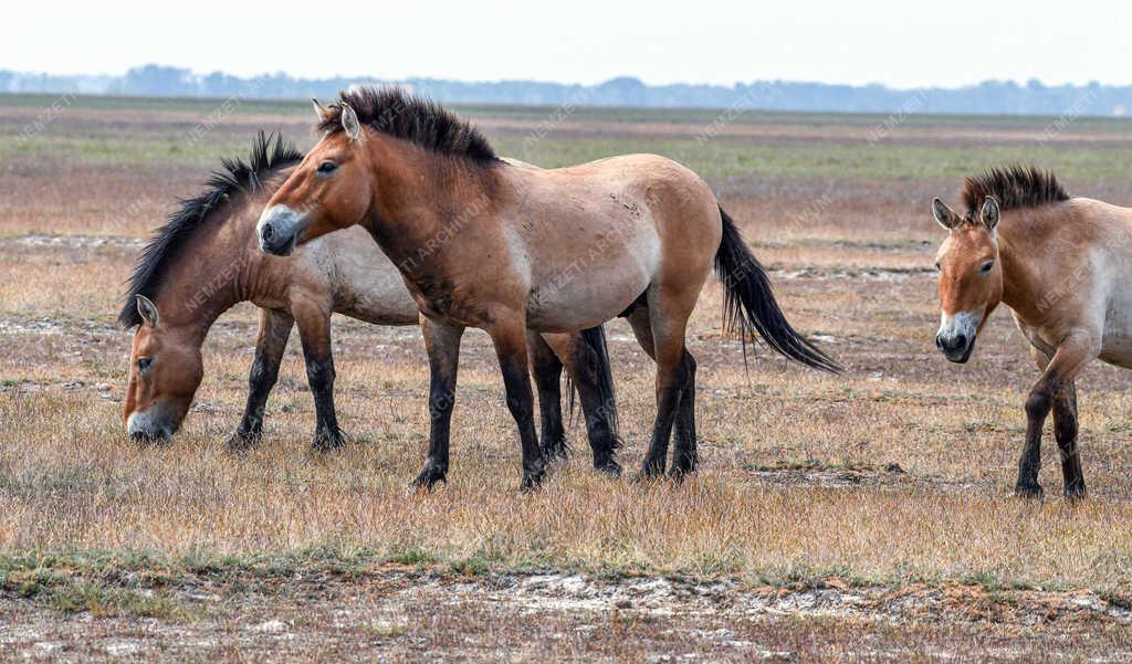 Állatvilág - Hortobágy - Przewalski-lovak