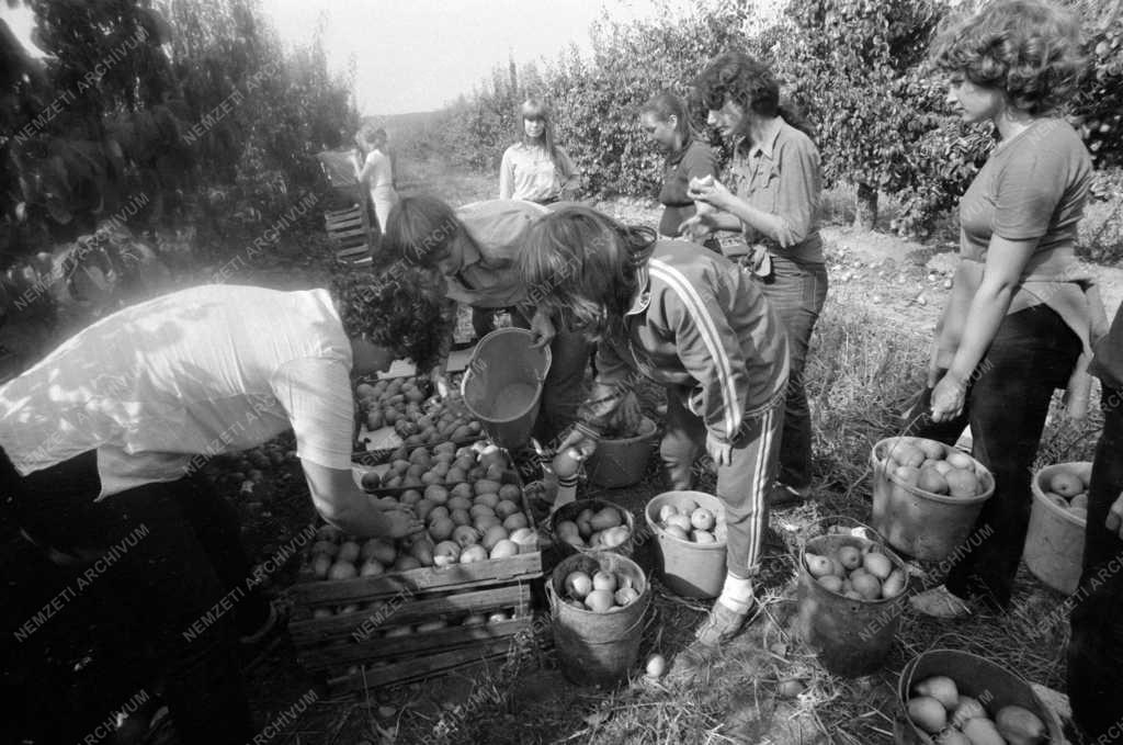 Mezőgazdaság - Gimnazisták körtét szednek