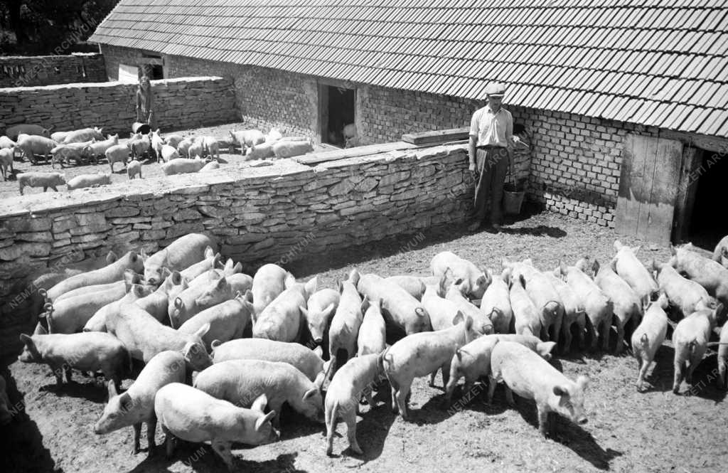 Mezőgazdaság - Az ürömi Béke Termelőszövetkezet