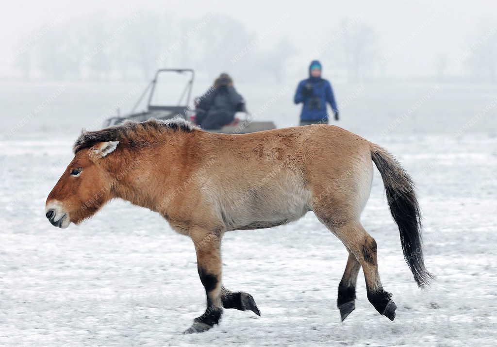 Állatvilág - Hortobágy - Przewalski-lovak a Hortobágyon