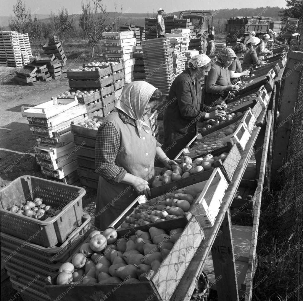 Mezőgazdaság - Gyümölcsszüret Pátyon - Körte exportra