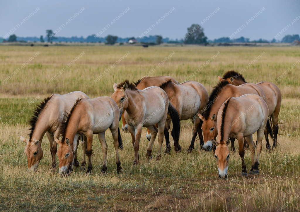 Mezőgazdaság - Állatvédelem - Przewalski-lovak a Hortobágyon