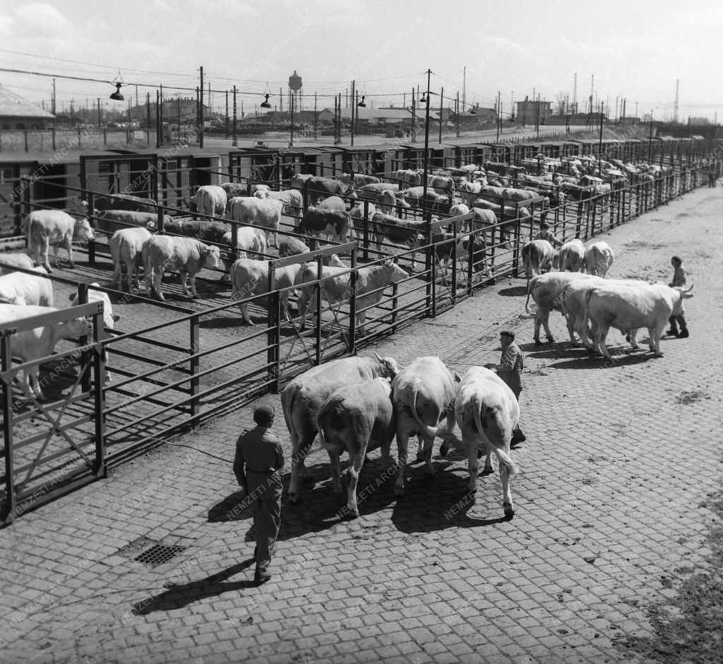 Gazdaság - Milánói Nemzetközi Állatvásárra hízlalt szarvasmarhák