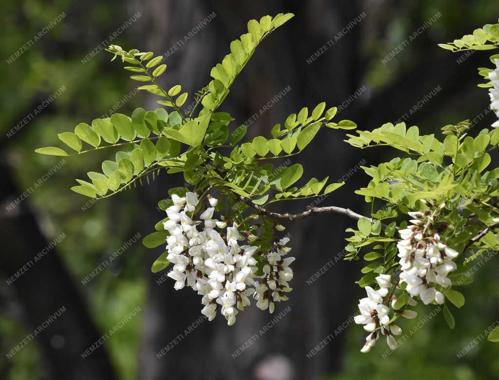 Természet - Budapest - Virágzik az akácfa a Népligetben