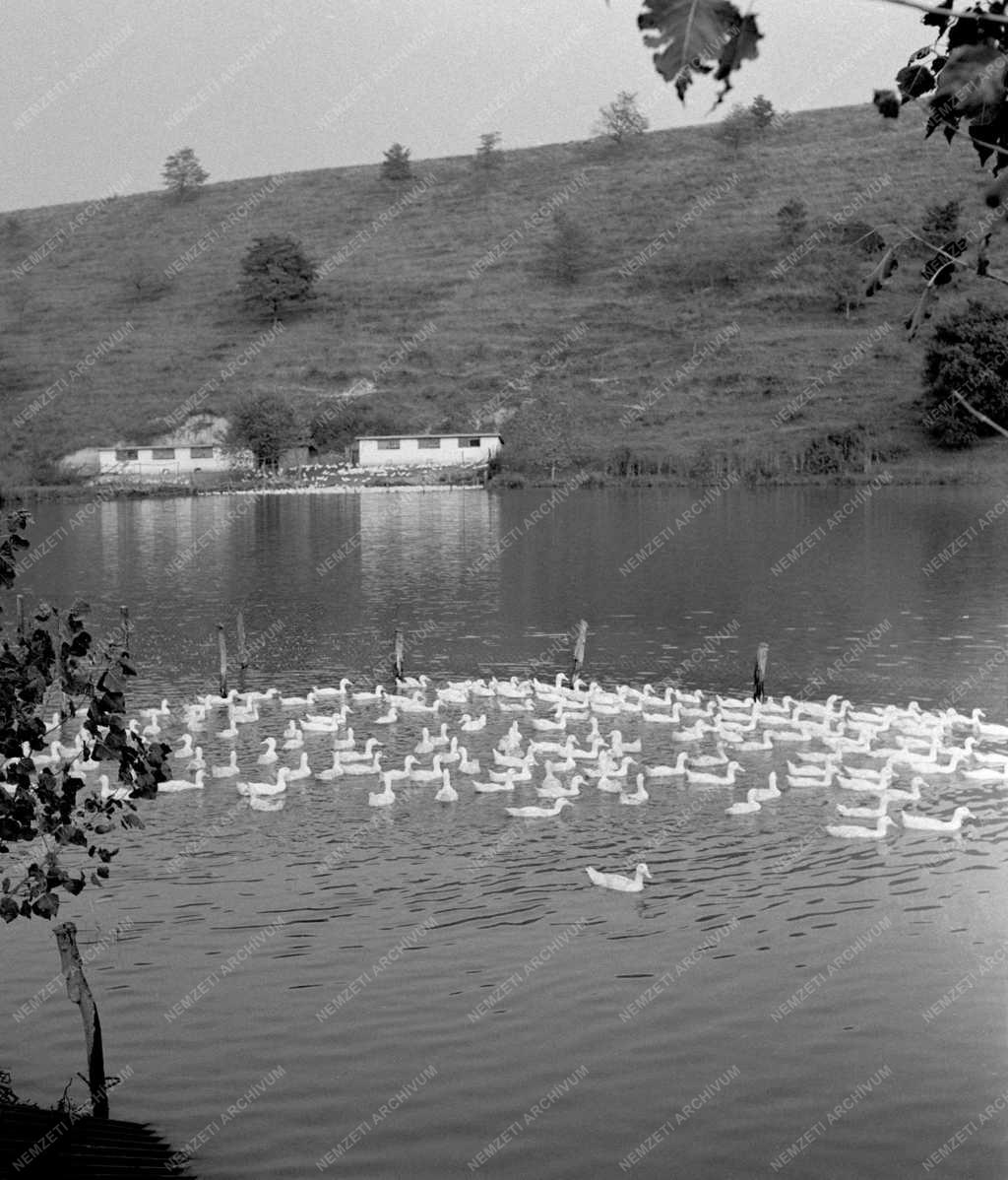 Mezőgazdaság - Kacsatenyésztés a balatonendrédi Zöld Mező Tsz-ben