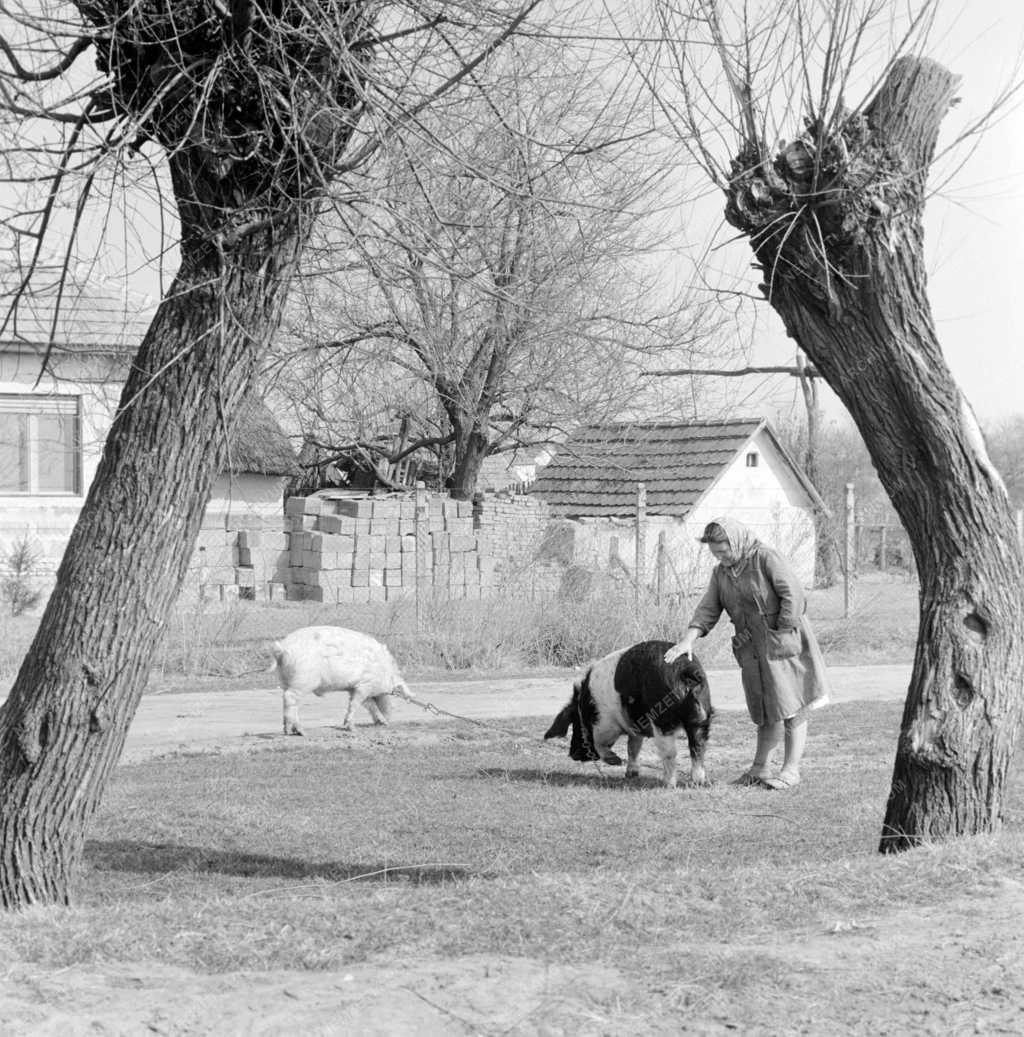 Falusi élet - Háztáji a tanyán