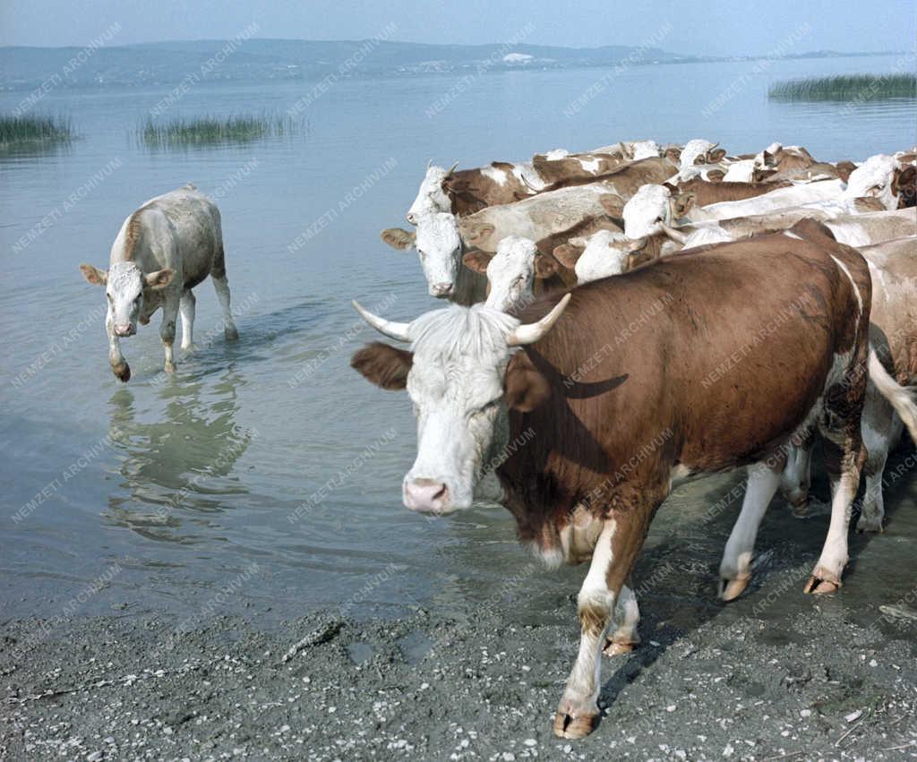 Mezőgazdság - A Keszthelyi Agrártudományi Főiskola kísérleti gazdasága