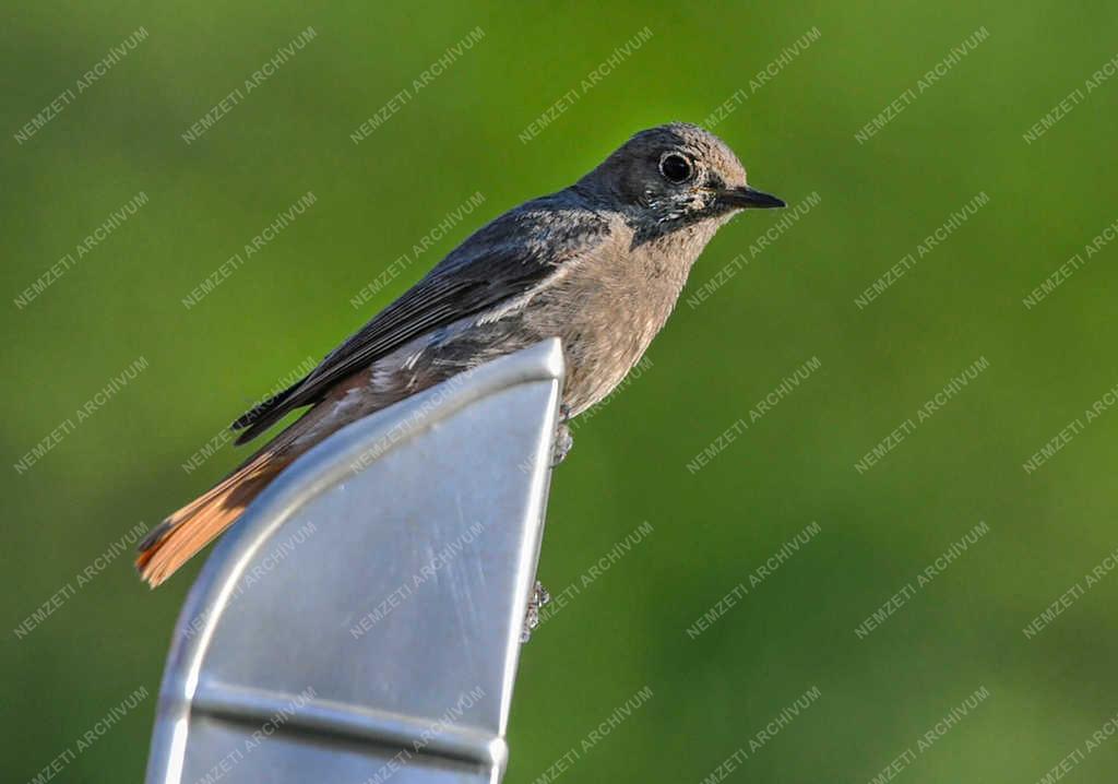 Természet - Nyíregyháza - Házi rozsdafarkú.